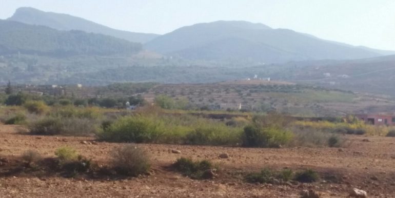 lot terrain planté d'oliviers