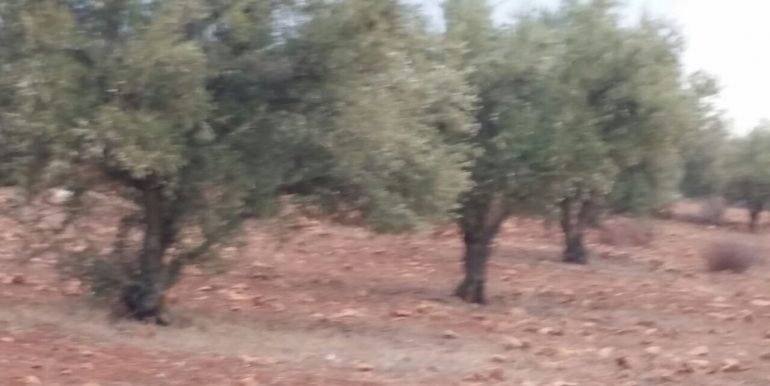 Terrain oliveraie à vendre avec bon prix