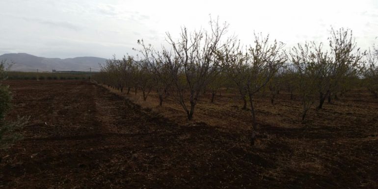 lot terrain avec péche et amandier à vendre